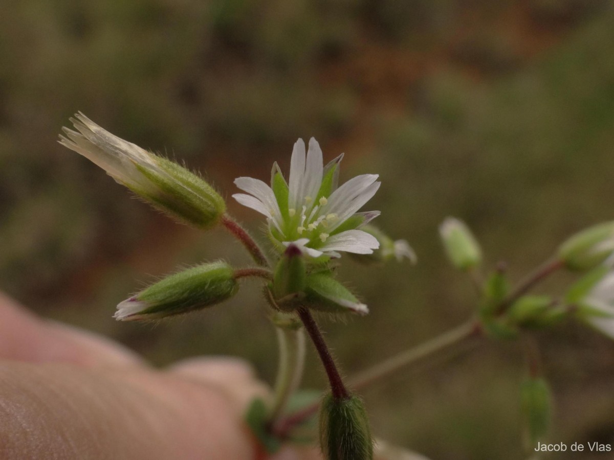 Cerastium fontanum Baumg.
